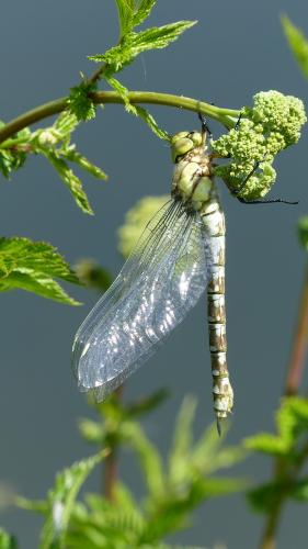 Aeshna cyanea